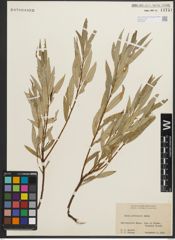 Foto von Salix petiolaris Sm.